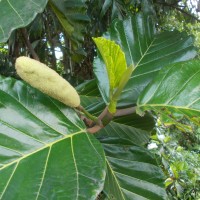 Artocarpus nobilis Thwaites